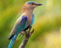 Ranthambore Bird Watching