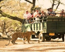 Ranthambore Canter Safari Booking online
