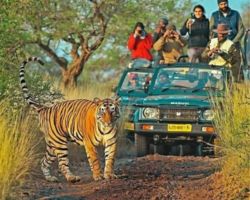 Rantambore Gypsy Safari Booking
